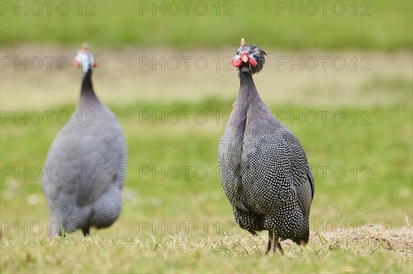 Helmeted guineafowl (Numida meleagris) on a meadow, Bavaria, Germany, Europe