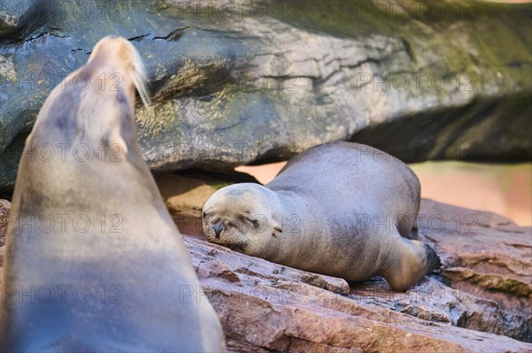 California sea lion (Zalophus californianus) lying on a rock, captive, Germany, Europe