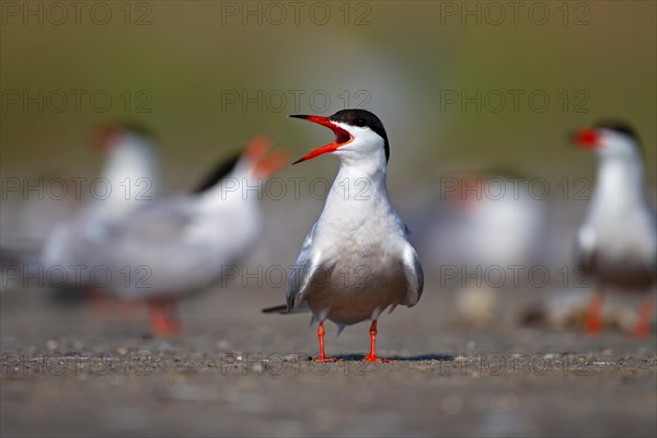 Common Tern (Sterna hirundo), calling in breeding colony, Danube Delta Biosphere Reserve, Romania, Europe