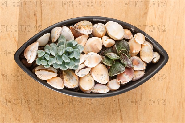 Small succulents in a ceramic pot on a wooden background