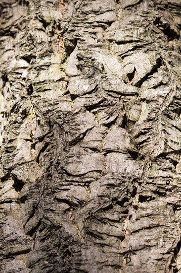 Patterned bark texture of Amur cork tree