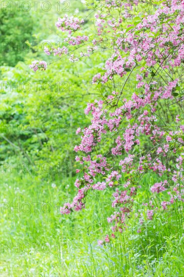 Weigela flowering branch in the botanical garden in spring