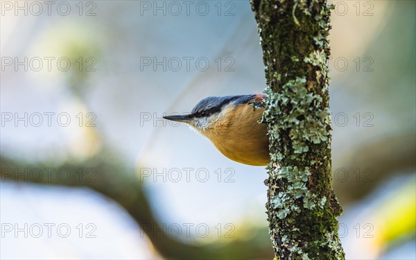 Eurasian Nuthatch, Sitta europaea bird in forest at winter sun