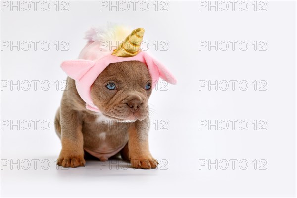 Cute French Bulldog dog puppy with cute pink unicorn hat with golden horn