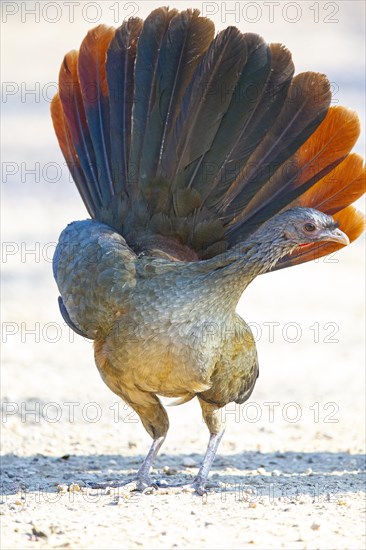 Chaco chachalaca (Ortalis canicollis) Pantanal Brazil