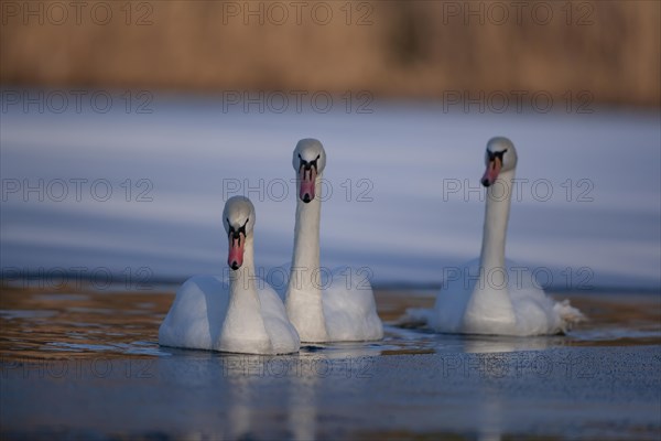 Mute swan (Cygnus olor) three adult birds on a frozen lake, England, United Kingdom, Europe