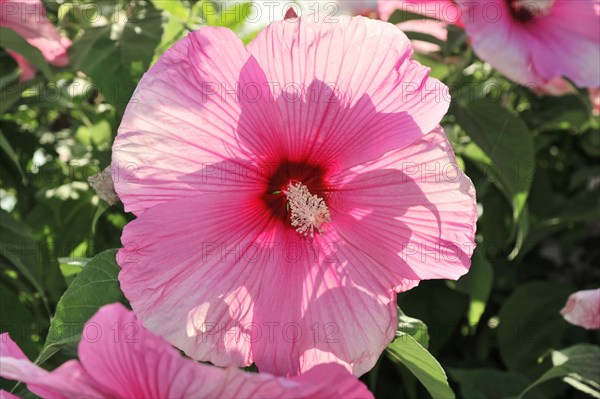 Flowering Hibiscus cultivar Red Heart (Hibiscus syriacus cultivar Red Heart) Florence, Tuscany, Italy, Europe