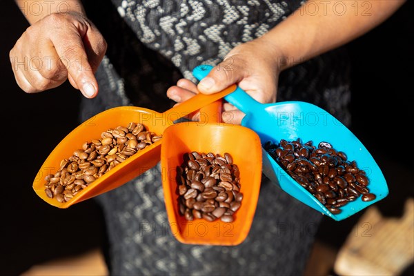 A woman shows the different stages of roasting the coffee beans, Pluma Hidalgo, Pochutla, Oxaca state, Sierra Madre del Sur, Mexico, Central America