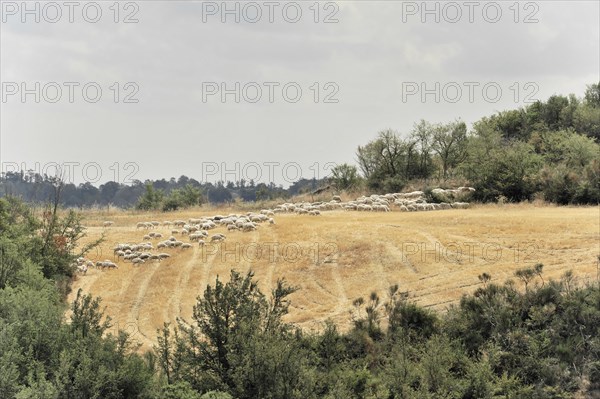 Sheep, Harvested wheat field, Landscape north of Sorano, Tuscany, Italy, Europe