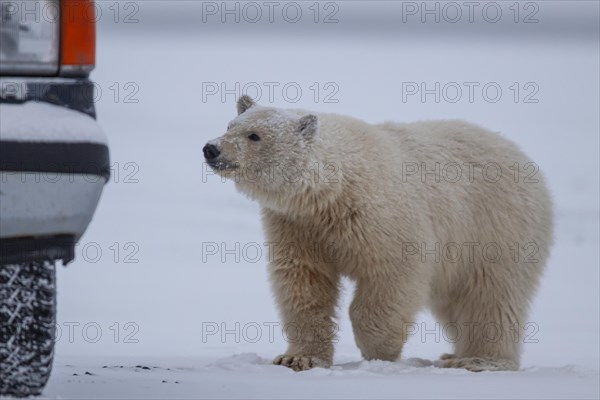 Polar bear (Ursus maritimus), approaching car, dangerous, Kaktovik, Arctic National Wildlife Refuge, Alaska, USA, North America