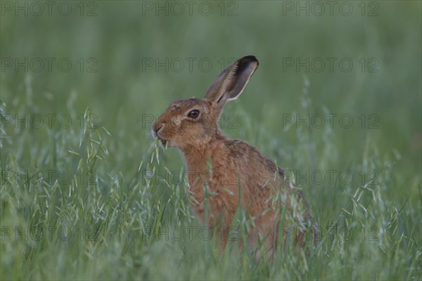 Brown hare (Lepus europaeus) adult animal feeding in a farmland oat field, Suffolk, England, United Kingdom, Europe