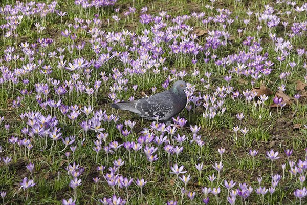 Enchanting crocus blossom, city pigeon, February, Germany, Europe