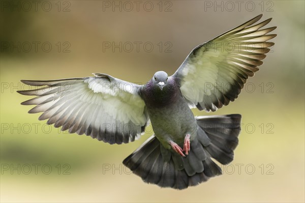 City dove (Columba livia forma domestica) in flight, wildlife, Germany, Europe