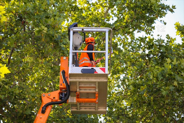 Workers on the work platform pruning or maintaining trees