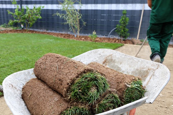 Gardener lays sod