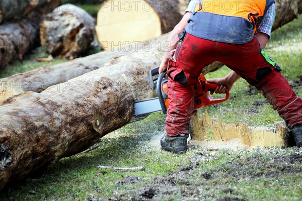 Logging work in the local forest, here in Upper Bavaria