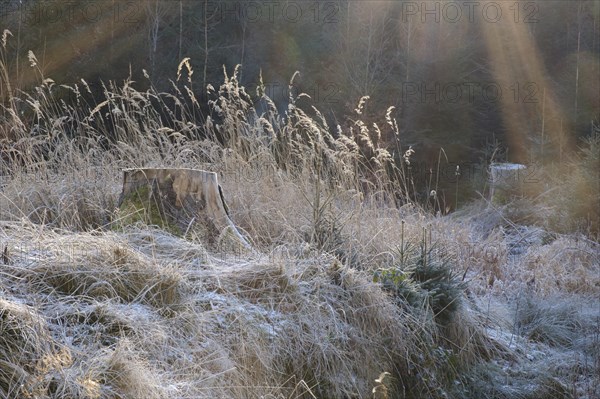 Tree stump and grasses with hoarfrost, Arnsberg Forest nature park Park, Sauerland, North Rhine-Westphalia, Germany, Europe