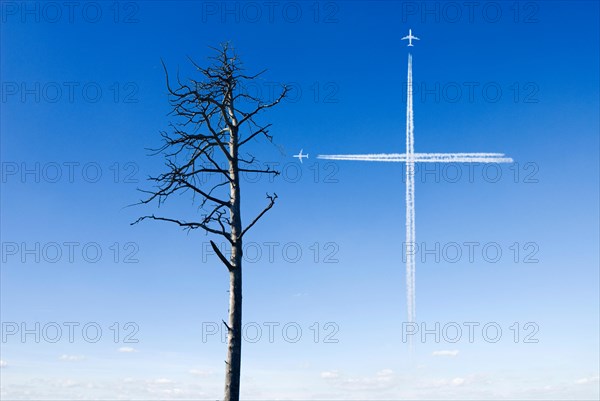 Dead pine tree, condensation trails in shape of a cross, in blue sky as symbol for tree death or mortality, Perlacher Forst, Munich, Germany, Europe