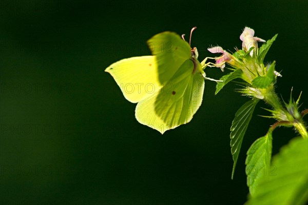 Brimstone (gonepteryx rhamni) on dead nettle (Lamium maculatum) Bavaria, Germany, Europe