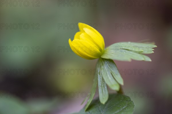 Flowering winter aconite (Eranthis hyemalis), Weinviertel, Lower Austria