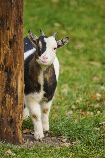 Domestic goat (Capra hircus) standing on a meadow, Bavaria, Germany, Europe