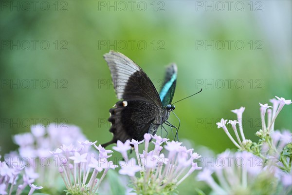 Paris peacock (Papilio paris) sitting on a flower, Germany, Europe