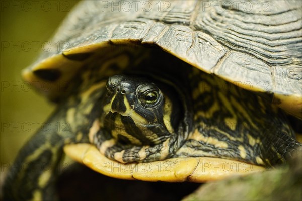 Red-eared slider (Trachemys scripta elegans) portrait, captive, Germany, Europe