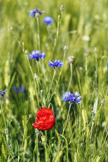 Red poppy flower (Papaver rhoeas), green barleys (Hordeum vulgare), cornflowers (Centaurea cyanus), field flowers, wildflowers in barley field, symbolic photo, organic farming, organic cultivation, Weserbergland, Polle, Lower Saxony, Germany, Europe