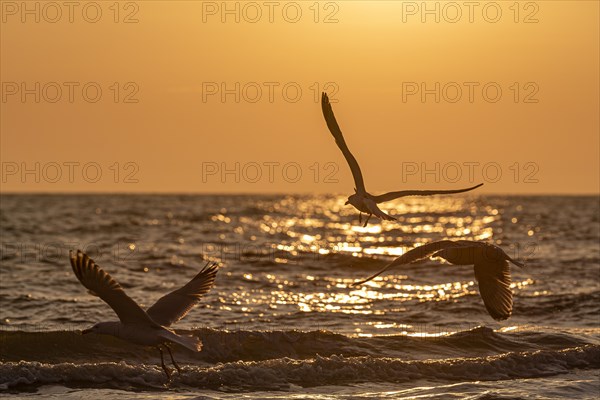 Three seagulls fly over the sea against a dramatic sunset