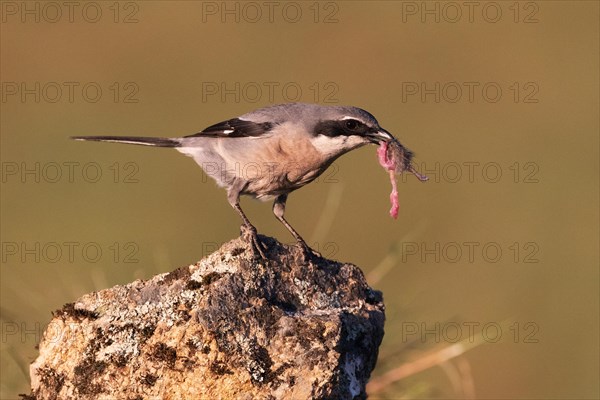 Iberian Grey Shrike (Lanius meridionalis), Southern Grey Shrike, with prey, Fuerteventura, Extremadura, Spain, Europe