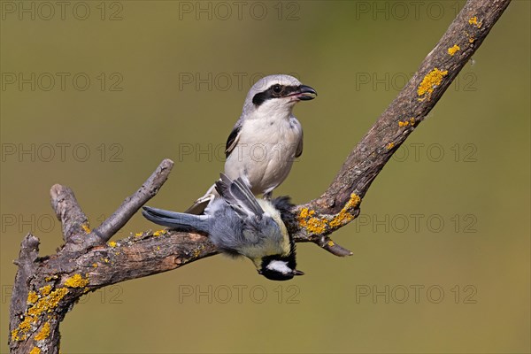 Great Grey Shrike (Lanius excubitor) with Great Tit as prey, Thuringia, Germany, Europe