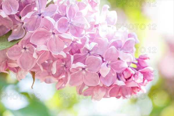 Lilac flowers of light purple color in the spring garden. Closeup. Blurred background