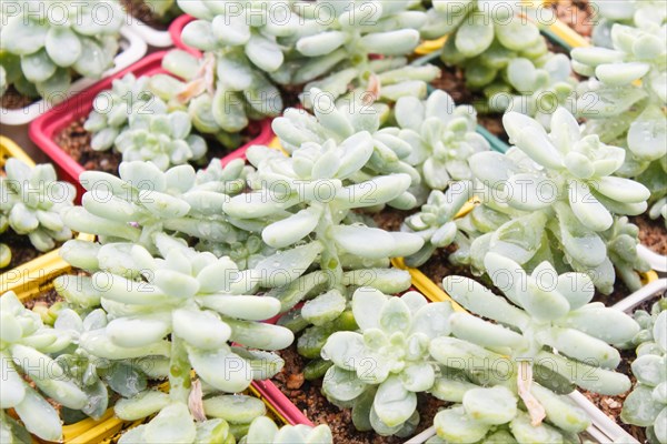 Various types of succulent in flower pots in the greenhouse. Closeup, selective focus