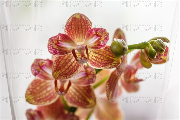 Beautiful orchids of different colors on white and grey background. Phalaenopsis hybrids. Close up