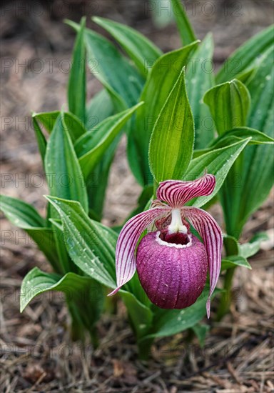 Beautiful orchids of different colors on green background in the garden. Lady's-slipper hybrids. Close up