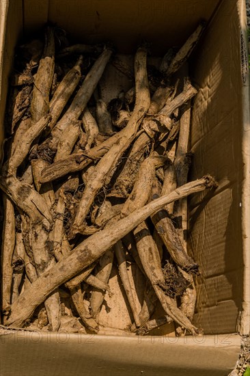 Tree and plant roots in shaded cardboard box in South Korea