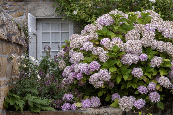 Window with flower bed, Brittany