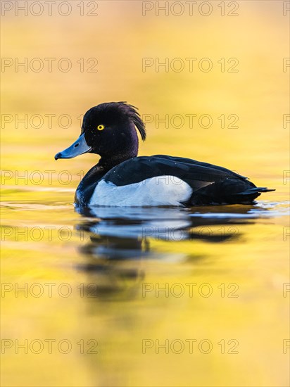 Male of Tufted Duck, Aythya fuligula, bird on water at winter time