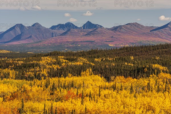 Autumn coloured aspens in front of mountains, Parks Highway, Alaska Range, Alaska, USA, North America