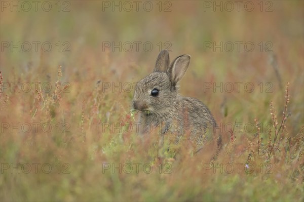 Rabbit (Oryctolagus cuniculus) juvenile baby animal feeding amongst red flowers on grassland, Suffolk, England, United Kingdom, Europe