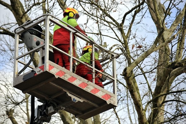 Workers on the work platform pruning or maintaining trees