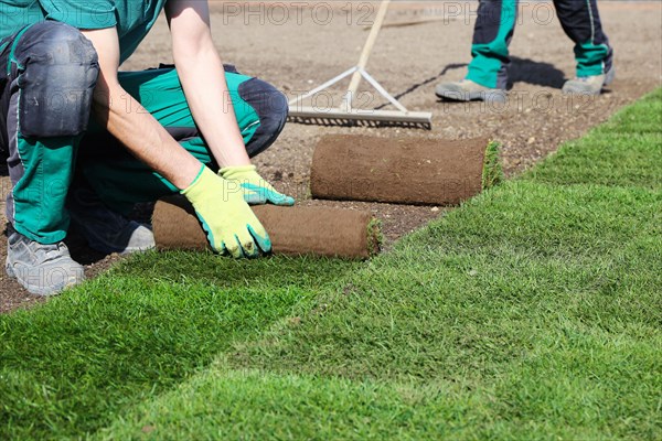 Gardener lays sod