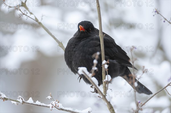 Blackbird (Turdus merula), male sitting in a shrub in winter, Germany, Europe