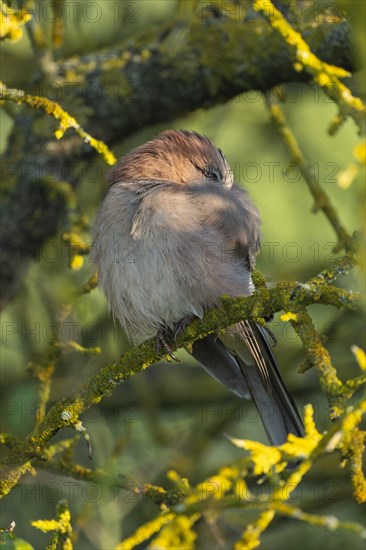 Eurasian jay (Garrulus glandarius) sitting in a tree and sleeping, Thuringia, Germany, Europe