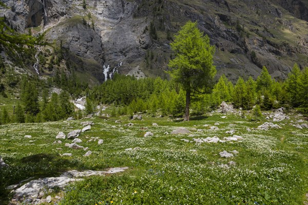 Mountain stream, Alps, meadow, alpine pasture, nature, environment, climate, idyll, mountain world, outdoor, travel, holiday, tourism, summer, blue sky, hike, hiking, mountain hike, mountain hiking, natural landscape, Canton Valais, Switzerland, Europe
