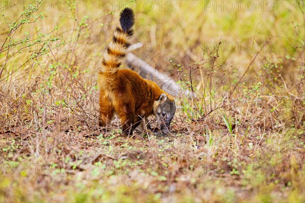 South American coati (nasua nasua) Pantanal Brazil