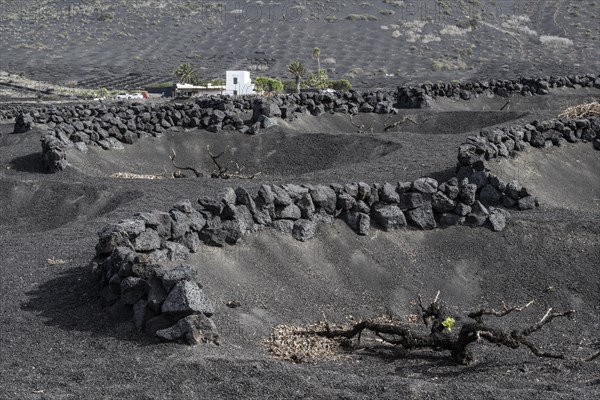 Wine growing in volcanic ash pits protected by dry stone walls, Yaiza, Lanzarote, Canary Islands, Spain, Europe