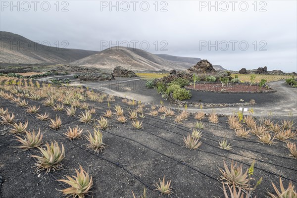 Aloe veras (Aloe vera), plantation, Haria, Lanzarote, Canary Islands, Spain, Europe