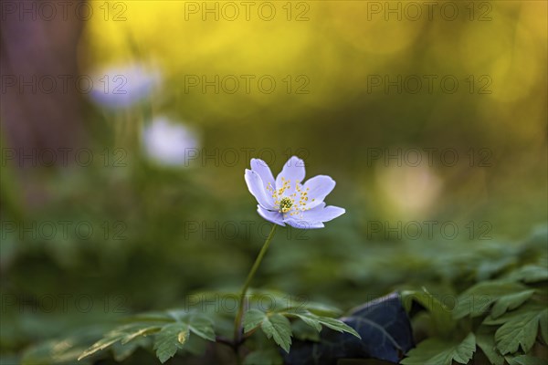 A white flower with yellow anthers, surrounded by green leaves, on a blurred green-yellow background, early bloomers in a spring forest. An anemone (Anemone nemorosa) in the evening light