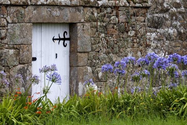 Lilies of the nile (Agapanthus) in front of a granite garden wall, Ile de Brehat, Brittany, France, Europe